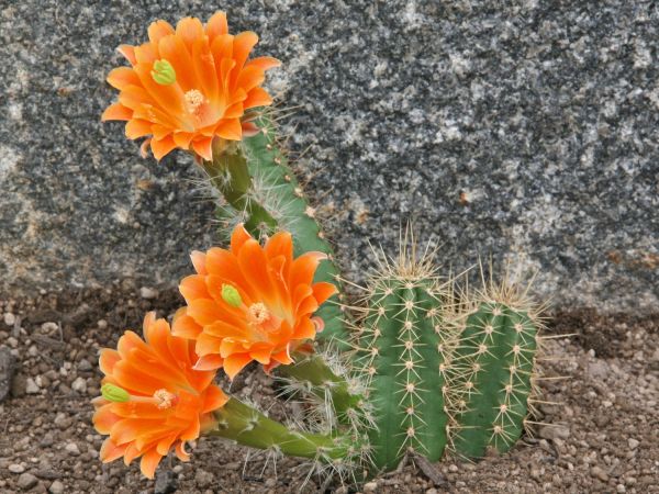 Echinocereus rischeri